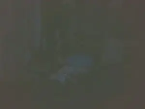 Cam4 Adult Webcams of boost2469