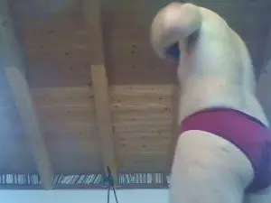 Cam4 Sex Chat of shaggyvery
