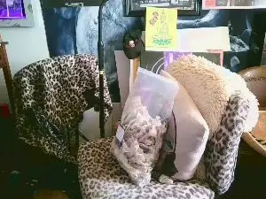 Cam4 Best live sex cam show of blindsurfer