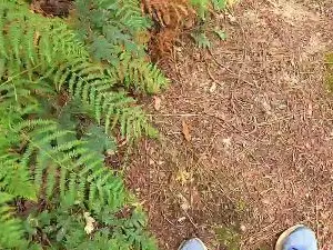 Cam4 Live Porn of Cuni40
