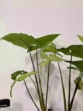Cam4 Free Porn Cam of Miquilu04
