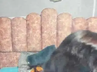 Camsoda Live Sex Cam of cloysmith