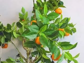 Camsoda Live Sex of karienickeson