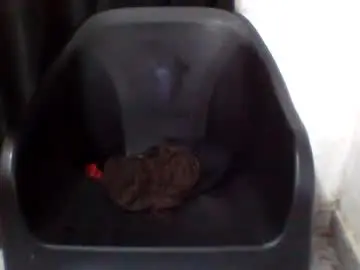 Chaturbate Live Sex Cam of nastyleya