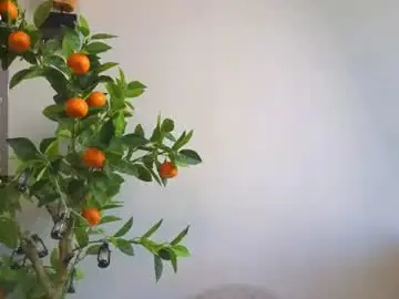 Chaturbate Live Sex of oke_doke