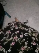 Dscgirls Live Sex Cam of Shygurl_Tamil
