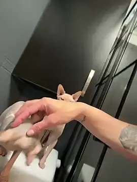 Stripchat Free Porn Cam of RedAssHottie
